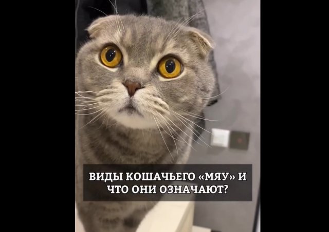 Виды кошачьего "мяу" и что они означают: как разговаривают кошки
