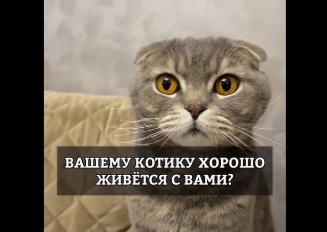 Как понять, что вашему коту хорошо живется с вами