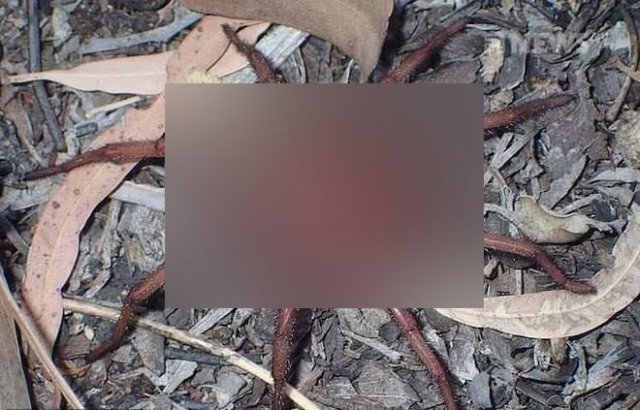 Ужас для арахнофобов: в Австралии нашли новый вид огромных пауков