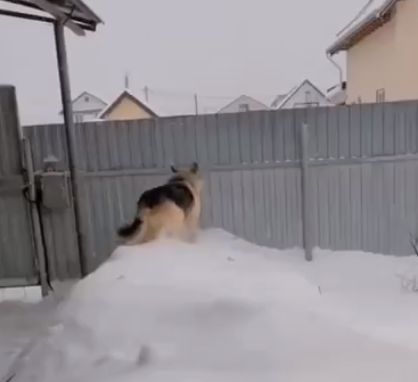 Когда кошки подают плохой пример