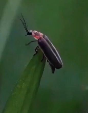 Светлячки