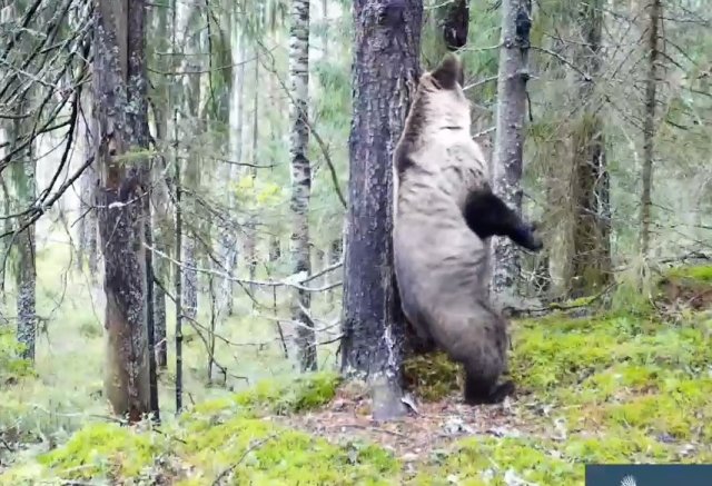Танцевальная пауза от бурого