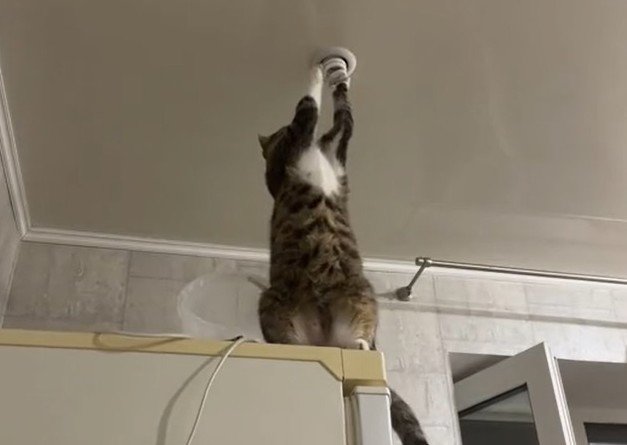 Необычный электрик, у которого лапки