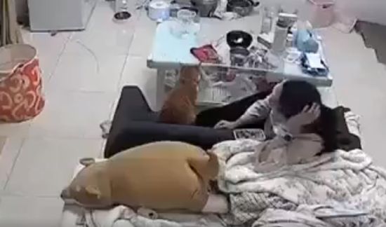 Котопульта