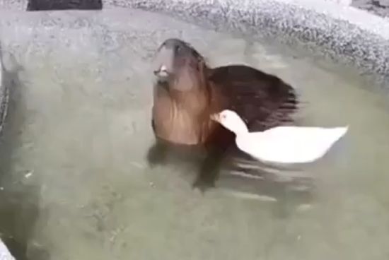 Утка убила капибару