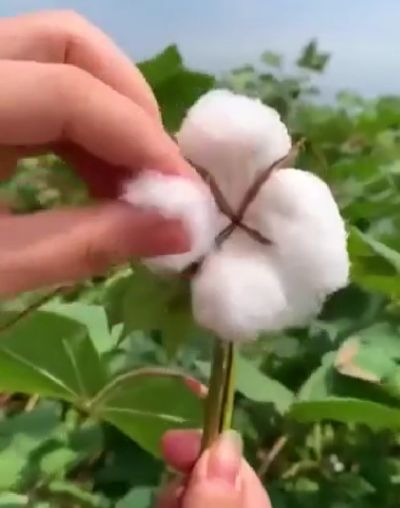 Сбор хлопка