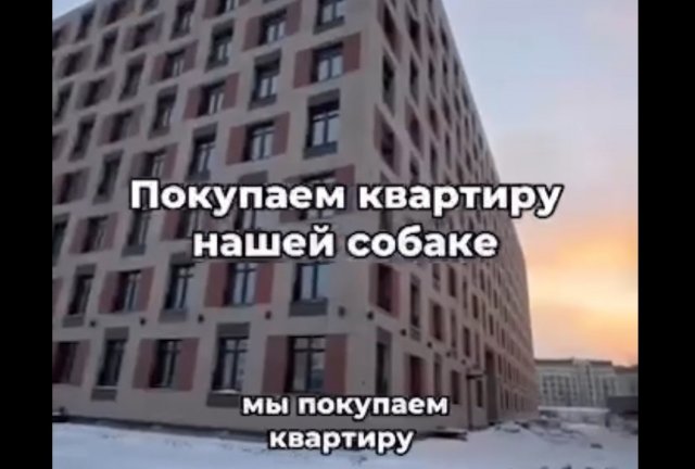 Семья покупает квартиру собаке - из-за серьезной проблемы