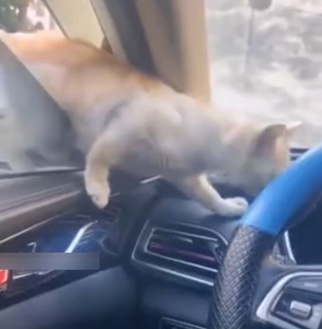Кот, который сам выбрал себе хозяина