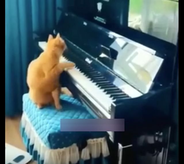 Как смешно пугаются коты
