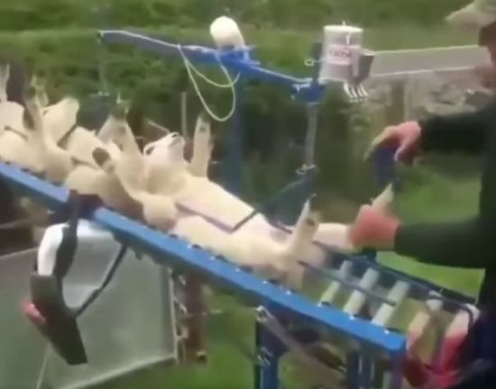 Вакцинация овечек⁠⁠