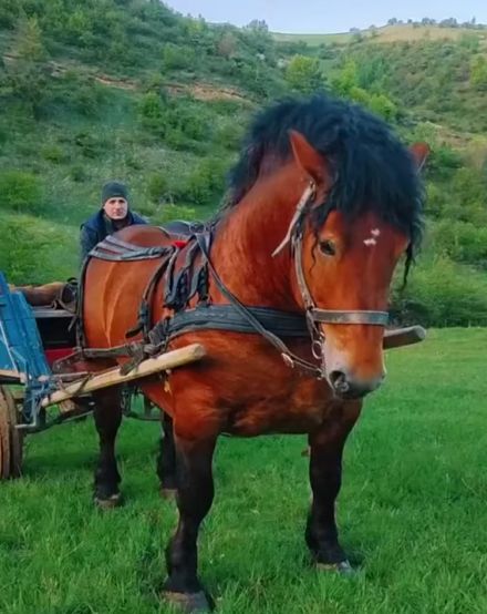 Лошадиная сила одна штука. Но какая!