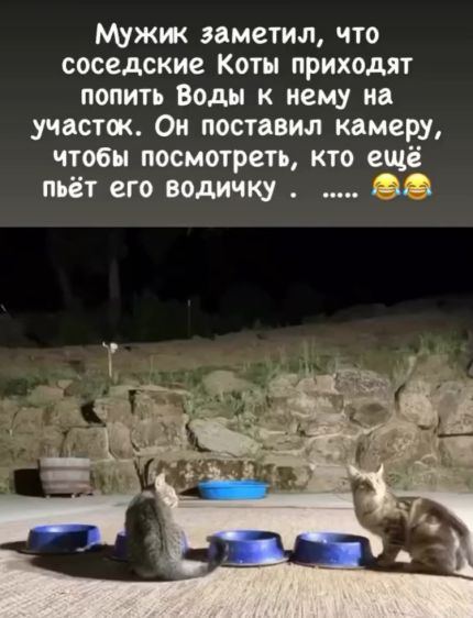 Водопой на заднем дворе⁠⁠