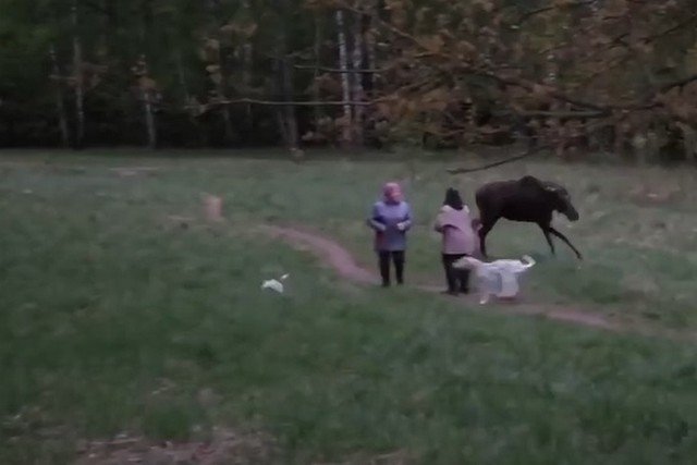 Лось атаковал людей на Лосином острове