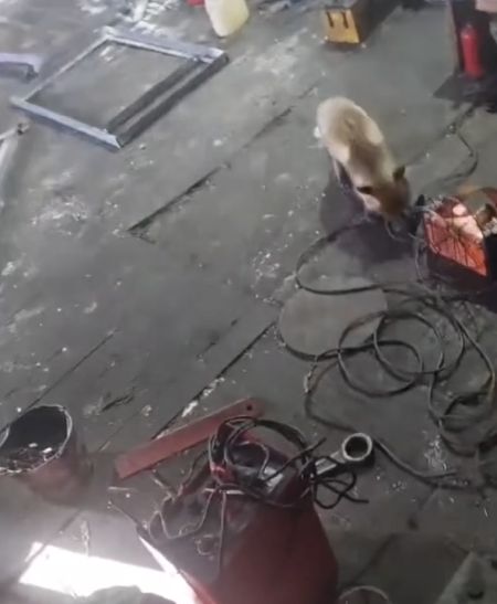 Так выглядит бешенство