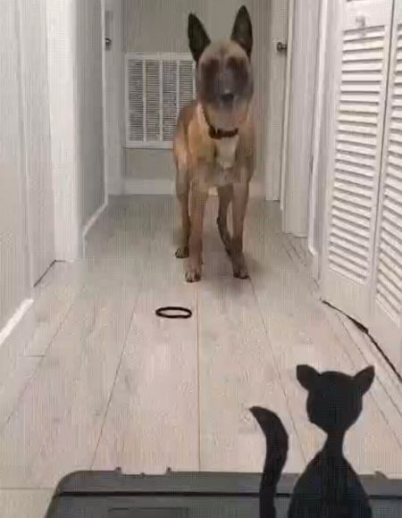 Соседских кошек ждет сюрприз