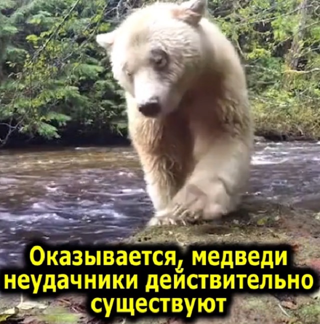 Удивительная история о неудачливом медведе