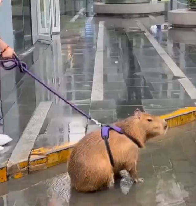 Капибара на выгуле
