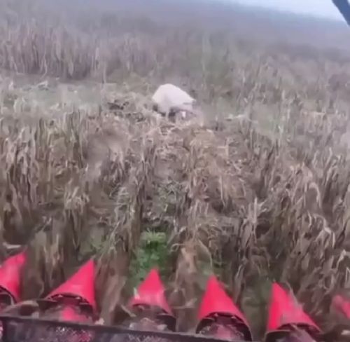 Дратвуйте⁠⁠