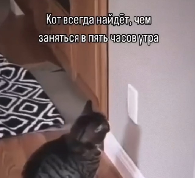 Кот всегда найдет, чем заняться в 5 утра