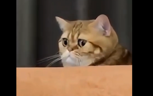 Способы сломать кота