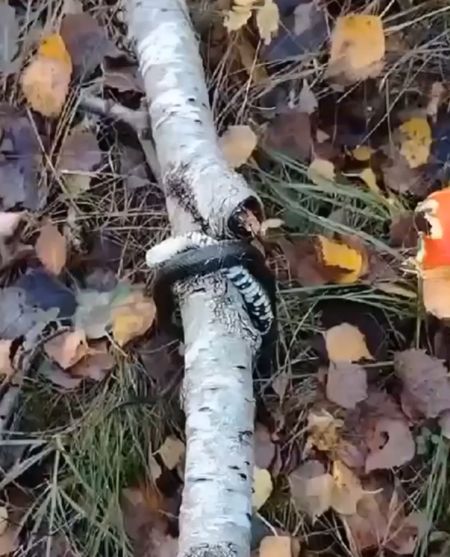 Змейка объелась мухоморов и улетела в трип