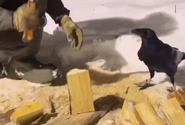 Ворон, который научился колоть дрова