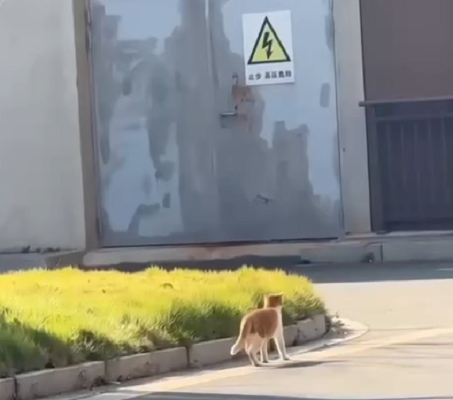 Кот, наслаждающийся солнцем