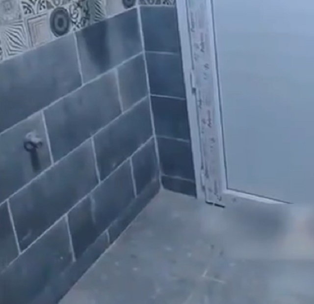 Что на самом деле думают коты?