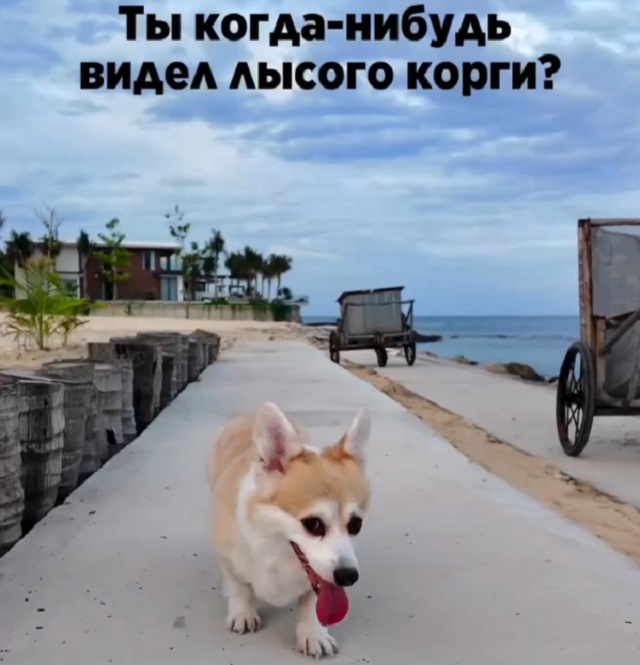 Как выглядит лысый корги
