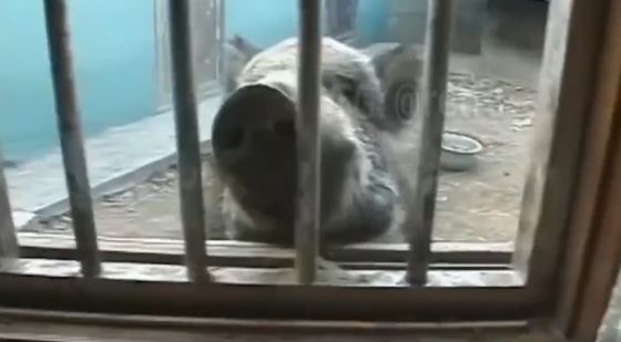 Житель Кореи завёл себе кабана, с которым весело проводит время, а также ездит на нём на работу⁠⁠