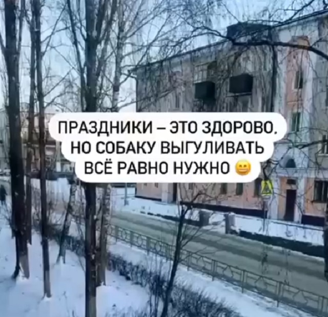 Выгуливаем собак на новогодних праздниках