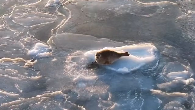Самый очаровательный побег