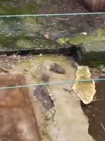 Сплинтера ни за что ни пpо что... с*ки замочили...⁠⁠