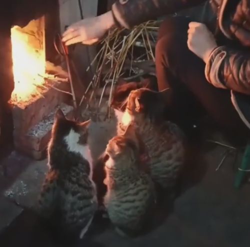 Греются⁠⁠