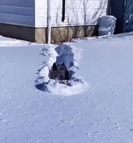 Я шерстяной волчара!