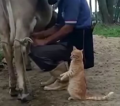 Дай молочка