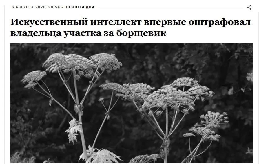 Россиянин получил первый штраф за борщевик, выявленный с помощью ИИ