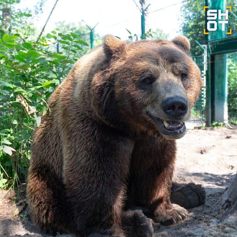 На Камчатке медведь напал на двух охотников, пострадавших эвакуировали вертолетом