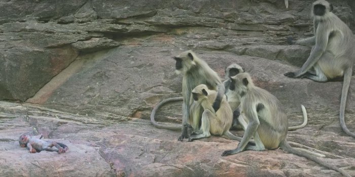 Как обезьяны прощались с «умершим» роботом