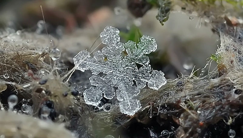 Снежинки Андрея Осокина