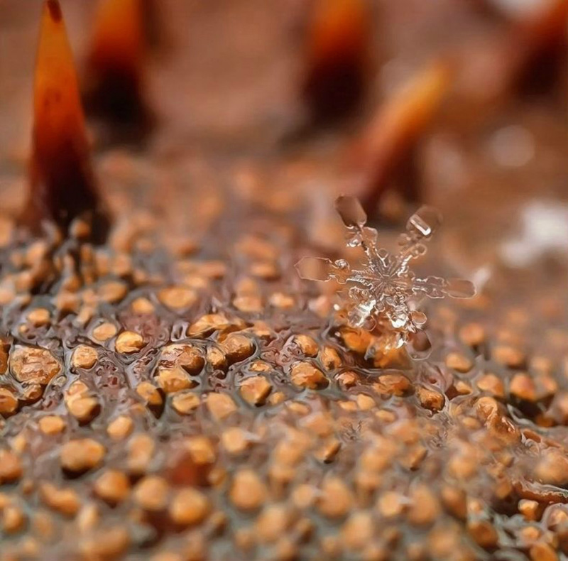 Снежинки Андрея Осокина