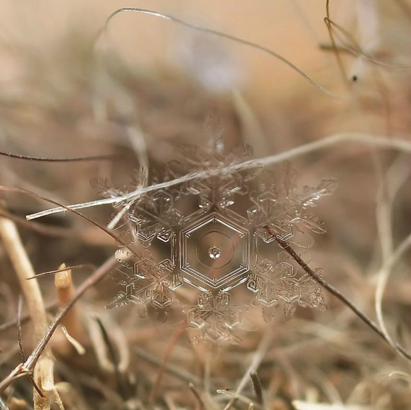 Снежинки Андрея Осокина