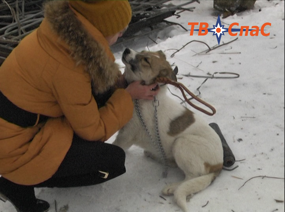Спасли собаку, которую строитель-кореец откармливал на новогодний стол Спасли собаку, которую строитель-кореец откармливал на новогодний стол