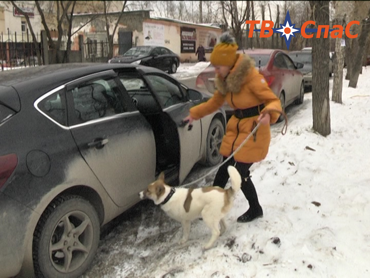 Спасли собаку, которую строитель-кореец откармливал на новогодний стол Спасли собаку, которую строитель-кореец откармливал на новогодний стол