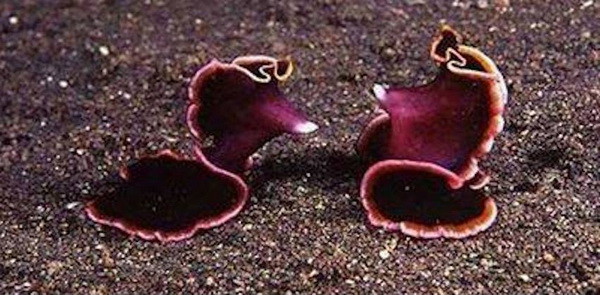 Факты, которые доказывают, что природу нужно стрегаться Факты, которые доказывают, что природу нужно стрегаться