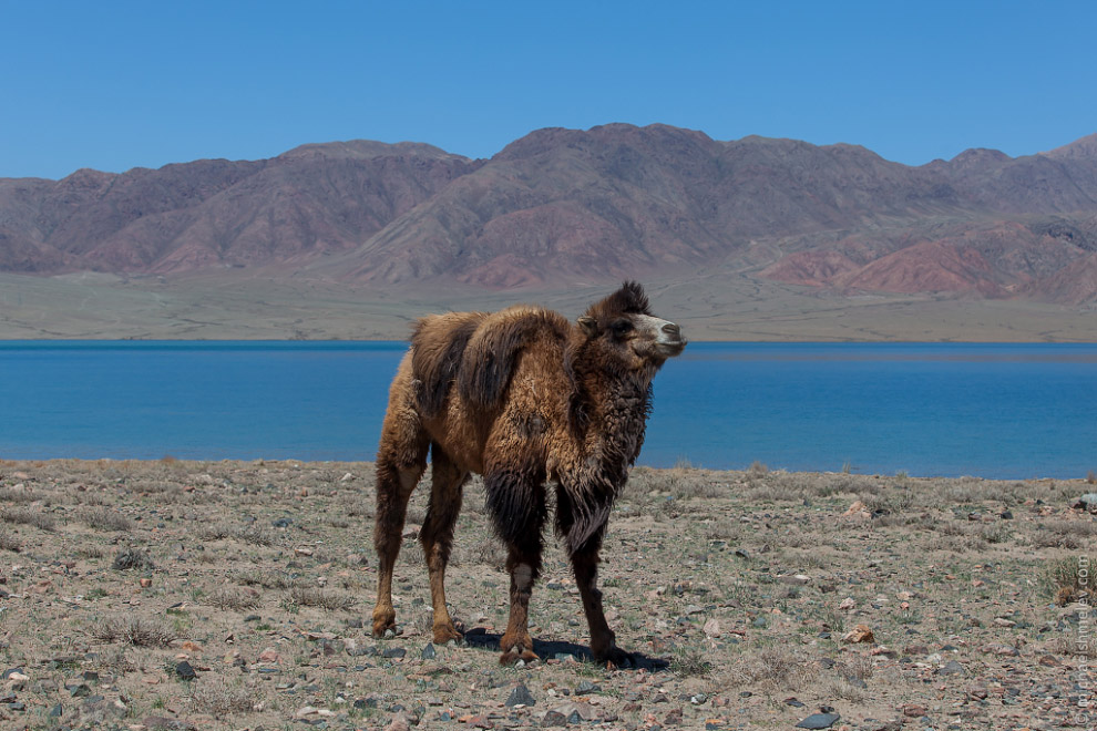 Пейзажи Киргизии Пейзажи Киргизии