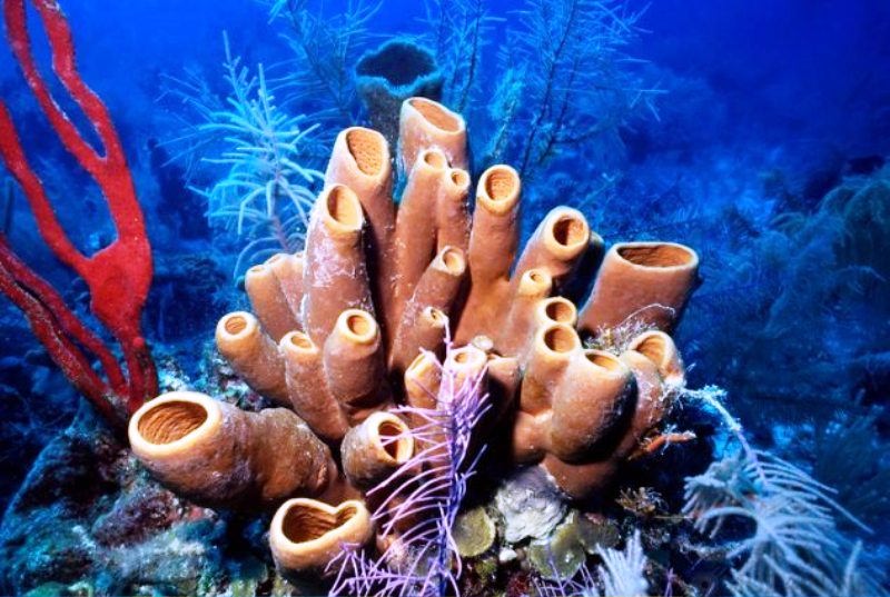 Научные открытия 2017 года Научные открытия 2017 года