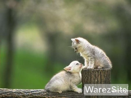 Кошки