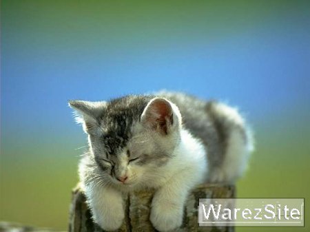 Кошки