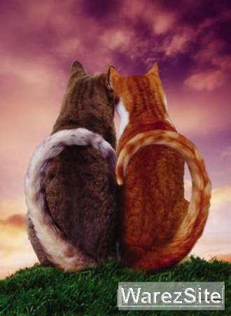 Кошки